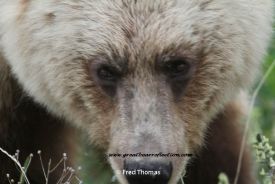 Grizzly Bears, Wildlife, Photos of Bears