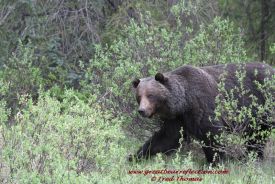 Grizzly Bears, Wild Bear Photography