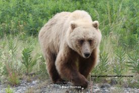Grizzly Bears, Grizzlies, Bear Photography, 