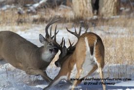 Whitetail Deer