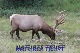 Bull Elk, Wildlife