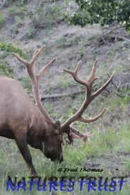Bull Elk, Wildlife, Elk