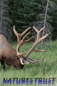 Bull Elk