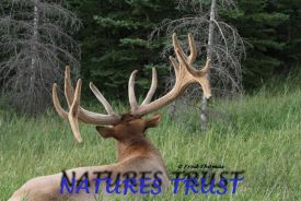 Bull Elk, Wildlife, 