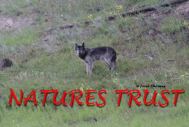 Wolves, Timber Wolf, Wolf