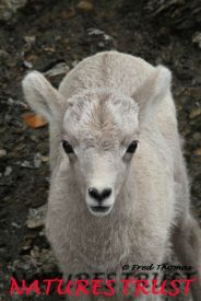 Big Horn Sheep, Wild Sheep, Lambs