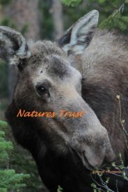 Cow Moose